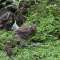 ヤブサメ