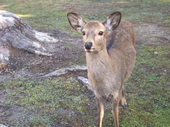 【奈良】SNS動画きっかけで「奈良のシカ」巡るクレーム急増　県職員は疲弊