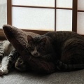 嫌いなモノと闘う…その時間は地獄に値する
