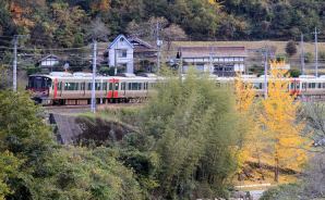 黄色の木のそばを電車が通過
