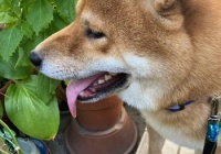 画像 三大なんj公認イッヌ ガ ジーヌ ケーキーヌ あと１つは レジェンドが続々と登場wwww もっふるちゃんねる