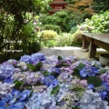 京都 岩船寺の紫陽花 #02