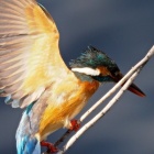 『投稿：BORG71FLによる母カワセミに想う事　2020/06/18』の画像