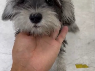 今日のレスキュー犬達、猫達もいます。