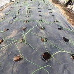 果樹と野菜の栽培時々釣り、横須賀(新)