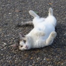 語られてない猫だまり　20251223