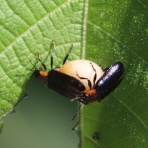 ちょっとだけ不思議な昆虫の世界（３）