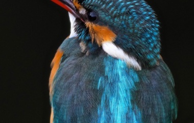 『BORG71FLによる高解像度カワセミ　2019/12/31』の画像