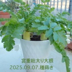 Heyモーの家庭菜園を楽しむ