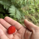 地球はあまかった【クサイチゴ・クワ実食編】
