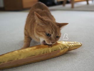 黄金のウツボと猫♪