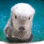 輸入禁止になり、日本の水族館にもう4頭しかいないラッコ「見られるうちに見た方がいい」