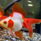 『金魚. •メダカ入荷情報‼️』の画像