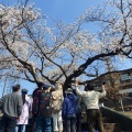 花見散歩