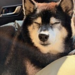 柴犬アトム🌈・黒柴アラレの日々是好日