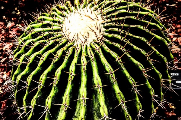 ユーフォルビア・オベサ・ドットコム