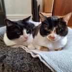 英国つれづれ日記