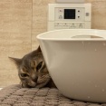 遊んでたのに、だんだん眠くなっちゃうわか坊