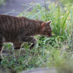 ねことアパートと1人暮らし～とらやんとおらと～