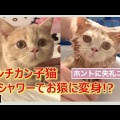 足シャワーが苦手な猫、洗われる“覚悟ができたポーズ”に「アジフライみたい」「バレリーナ」と反響