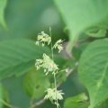 いわゆる雑草だが…何の花？？？