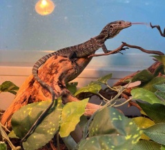 ３階トカゲ新入荷！！