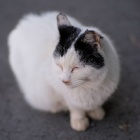 『猫カムラン～2025冬編【追記】2025/02/07』の画像