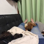 メルロコ一家の横須賀ストーリー