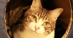 テントで待つ猫。
