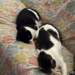 30代転職組・新間草海先生の『叱らないでもいいですか』