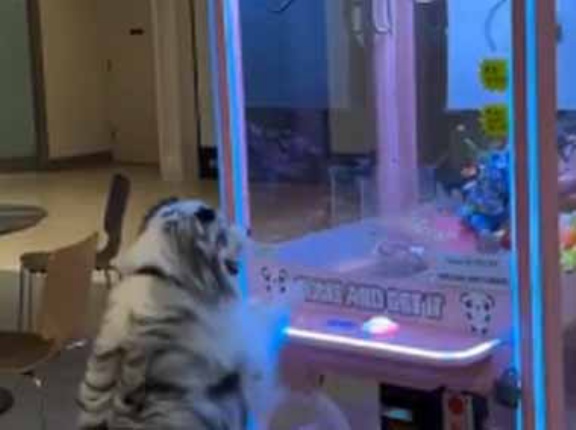 犬がクレーンゲームに挑戦していた。適当にレバーを動かす。犬に取れるわけなじゃん → そんなふうに考えていた時期が俺にもありました…