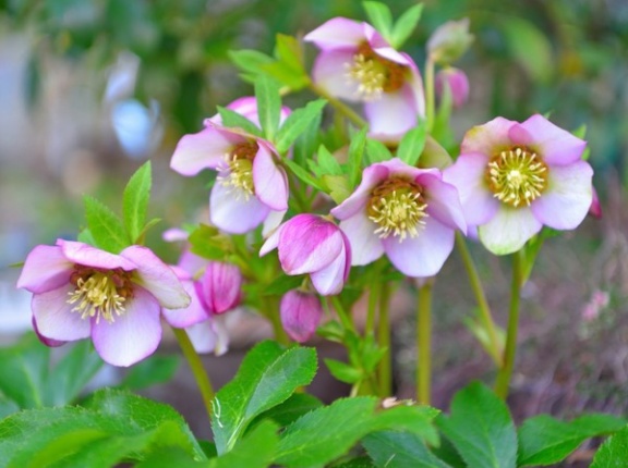 花好きも初心者も。帯笑園で春さがし。クリスマスローズ展が3月8日開催だって。