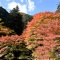 紅葉がもうすぐ見頃の蓬莱山-2019-11-17