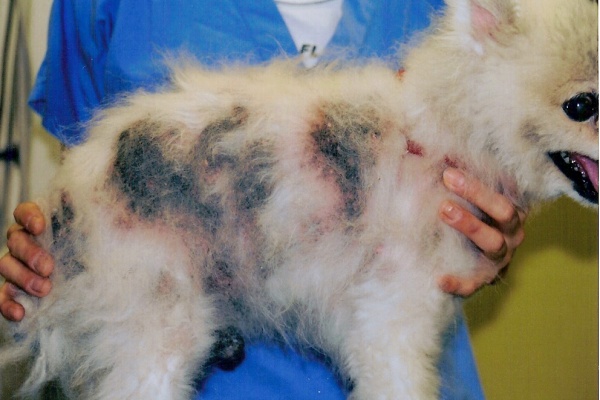 犬の皮膚炎 犬のアレルギー 犬の皮膚病 犬の皮膚科 東京都