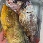 鮮魚・卸売・仕出し 丸庄