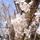 春の訪れ！ 所沢で偶然見つけた桜！ 2025年3月！