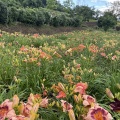 6月26日園内の様子。