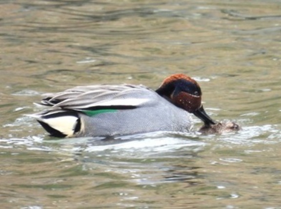 2026年3月17日の野鳥公園