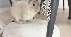 うさぎのルリ(7/30追記)