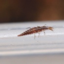 地面の虫たち。