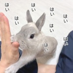 ブンチョ日誌