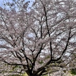 黄昏時の落としもの