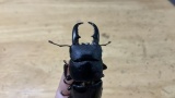 ワイのクワガタかわいい（※画像あり）