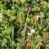【虫除け】夏の野外活動におススメしたいのはこれ！実力は本物のようです♪