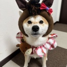 🐴⭐️謹賀新年⭐️🐴