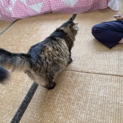 氷を見つめるマロちゃん
