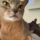 おでんリメイクカレーのひとりごはん