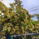 夕方と夜のお散歩へ：今日の雨で「散る前に」…
