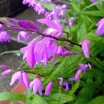 龍雛札記～千葉山貴公・たけのこブログ～