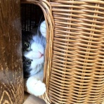 ねこ 猫 ネコ好きは とまらニャィッ♪